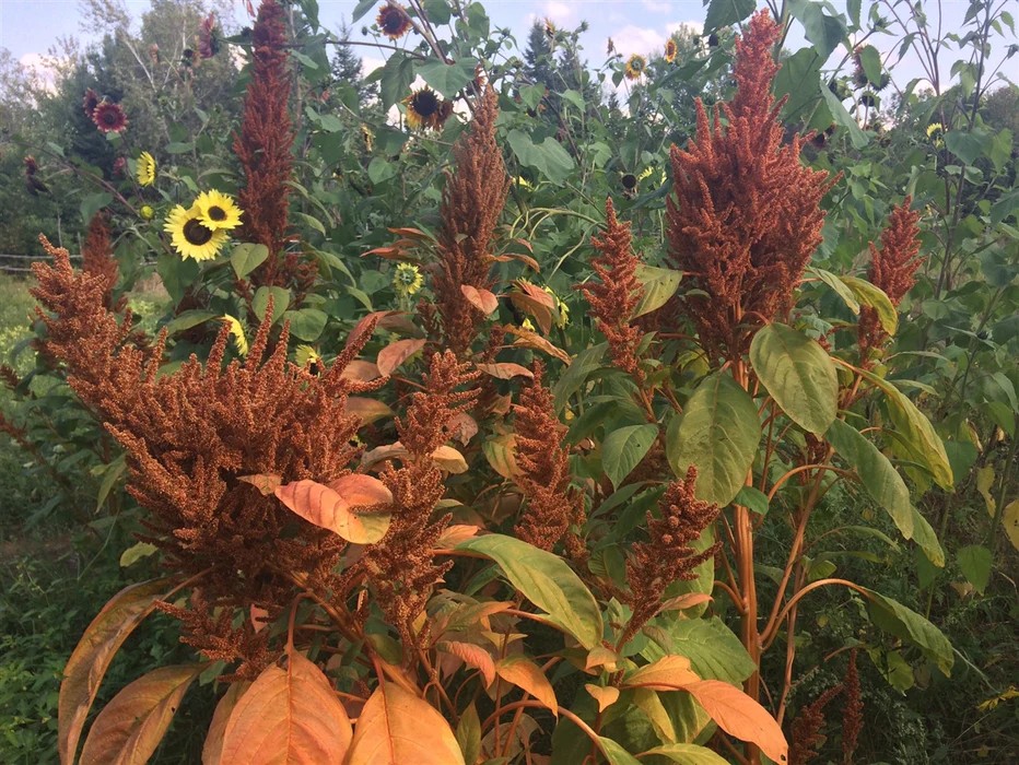 Amaranth Golden Giant