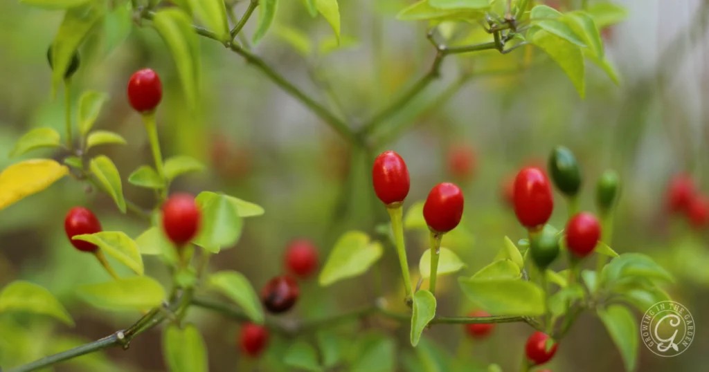 Chiltepin