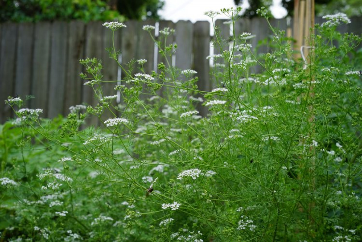 Cilantro Slo-Bolt