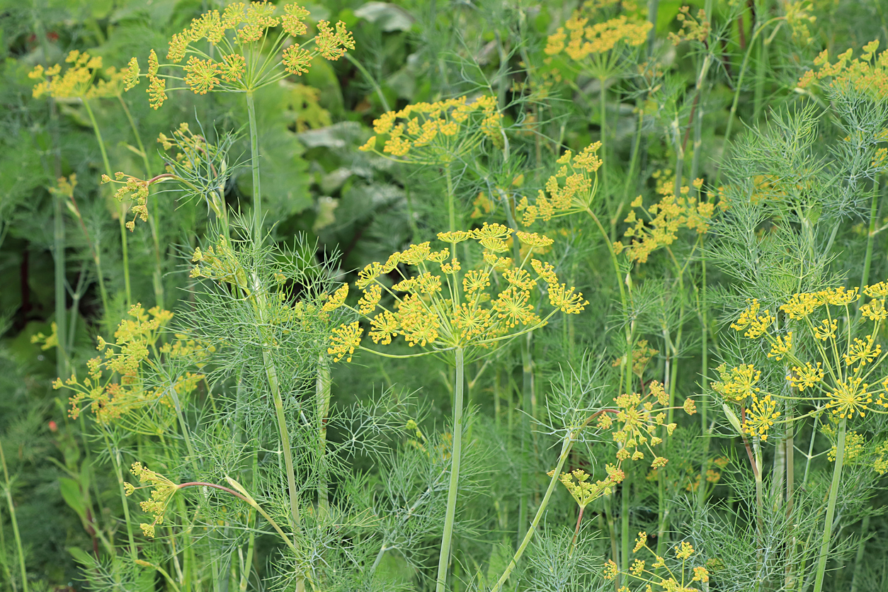 Dill Bouquet