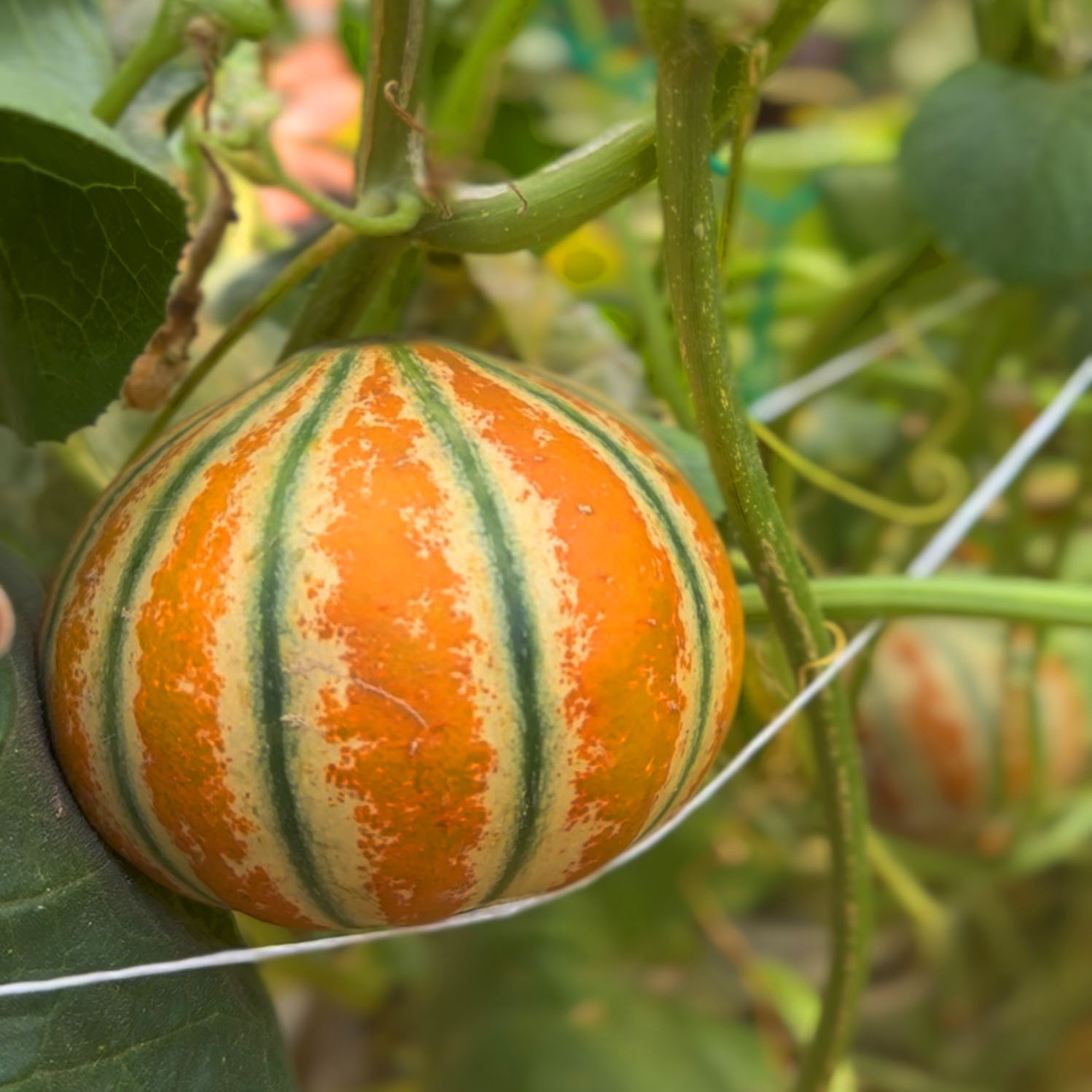 Kajari Melon