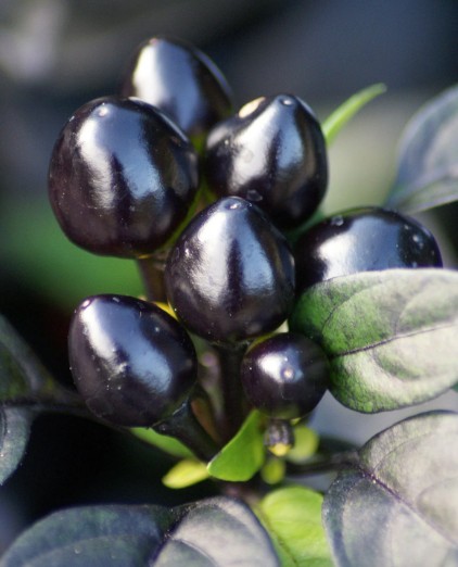 Black Pearl