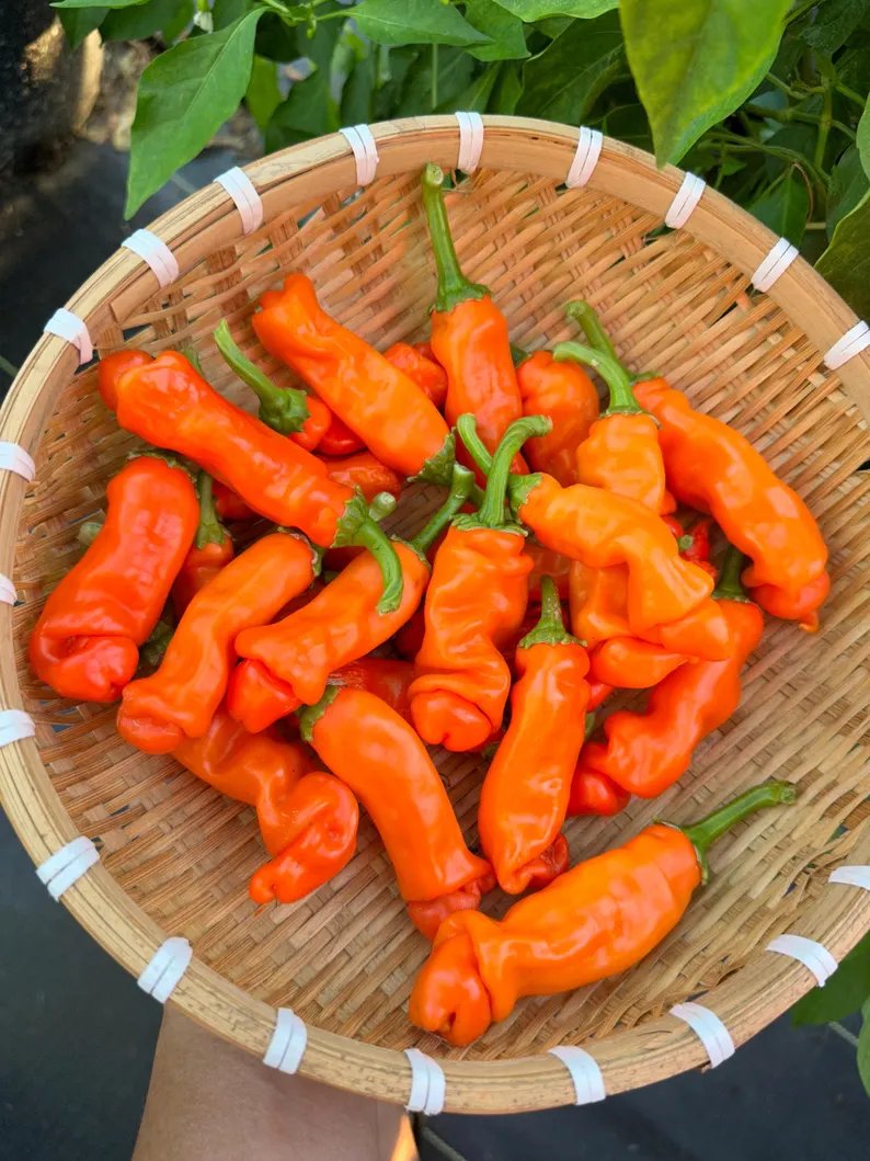 Orange Peter Pepper