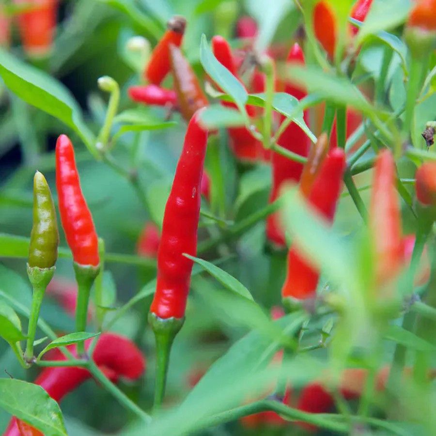 Red Ornamental Chile