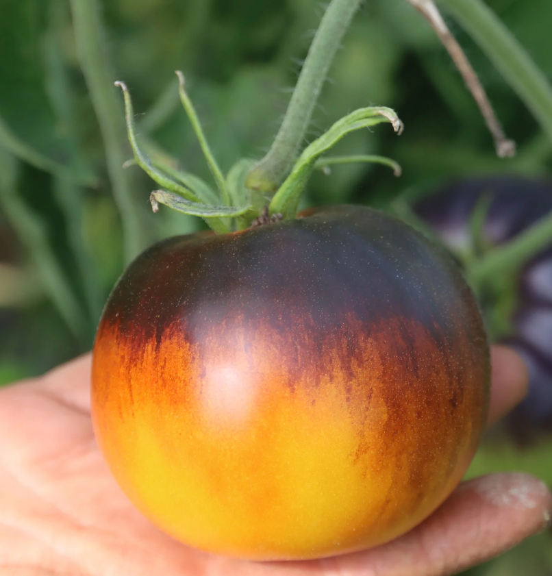 Alice's Dream tomato
