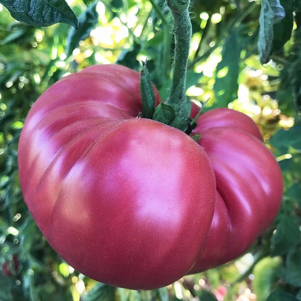 Brandywine, Sudduth's Strain tomato