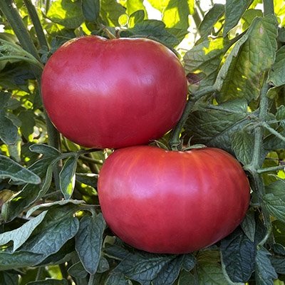 Giant Belgium tomato