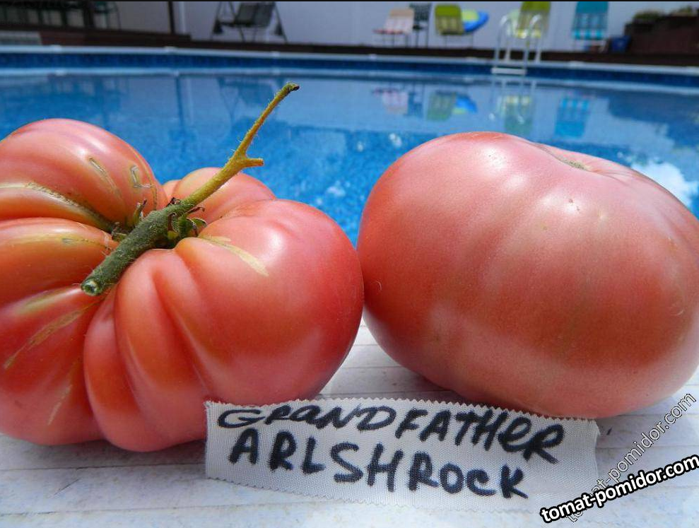 Grandfather Ashlock tomato