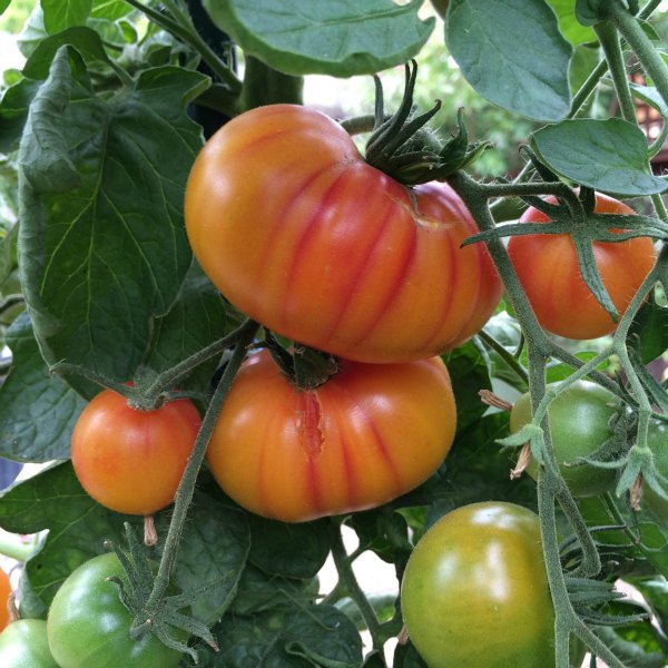 Hillbilly Bicolor tomato