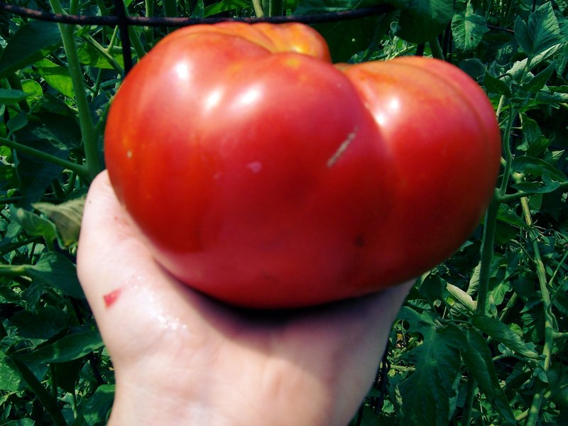Mortgage Lifter tomato