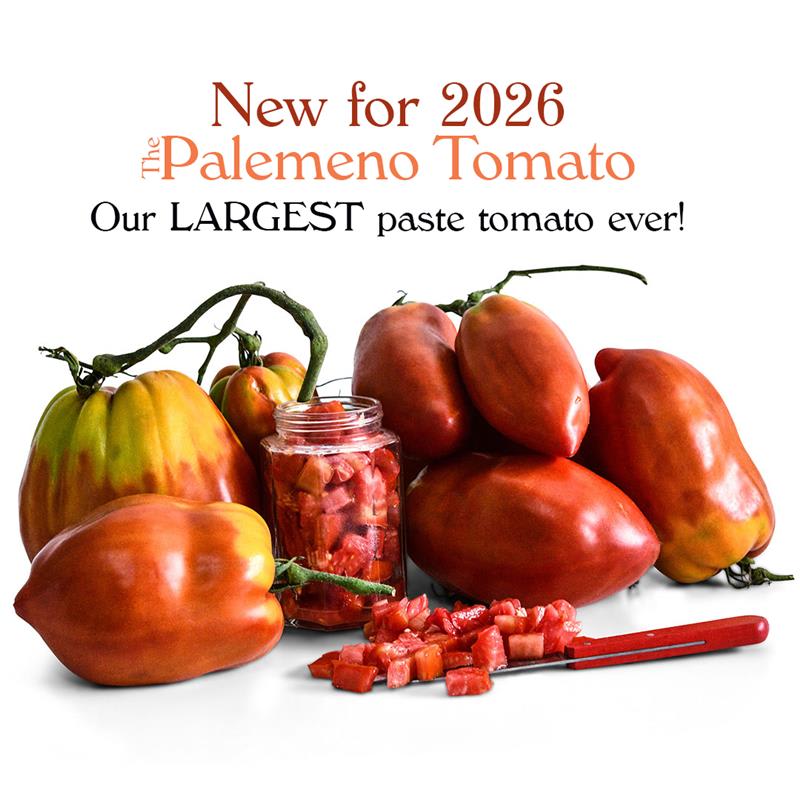 Palermo Red tomato