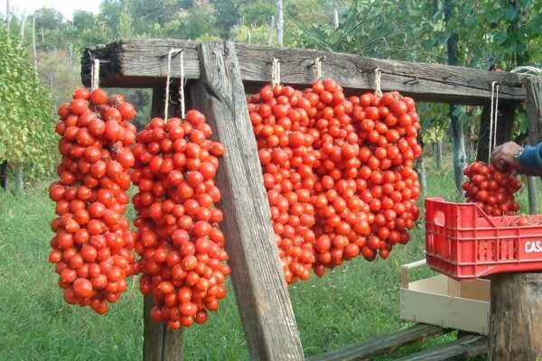 Principe Borghese tomato