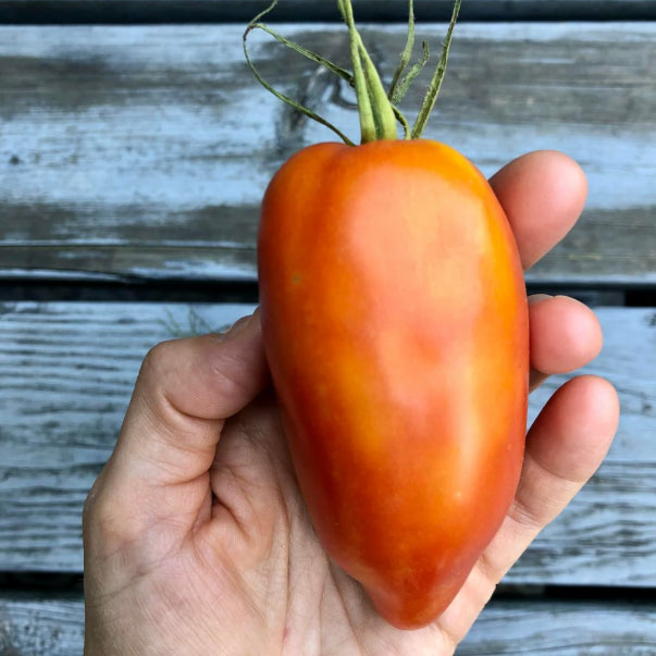 Super Italian Paste tomato