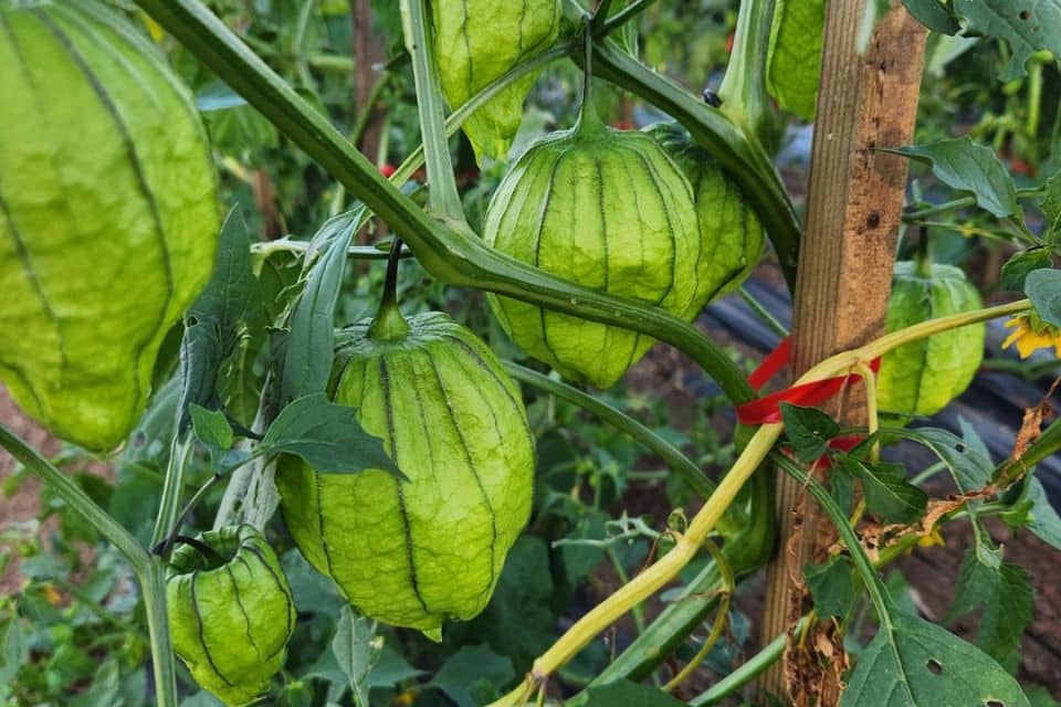 Chupon de Malinalco Tomatillo