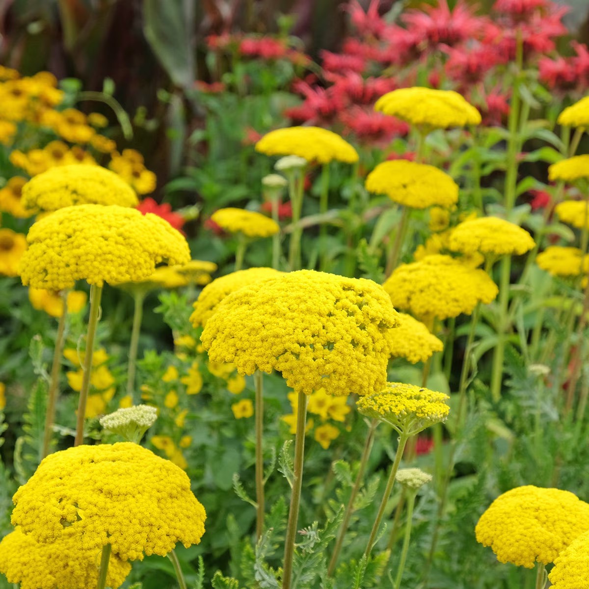Yarrow Parker's Variety